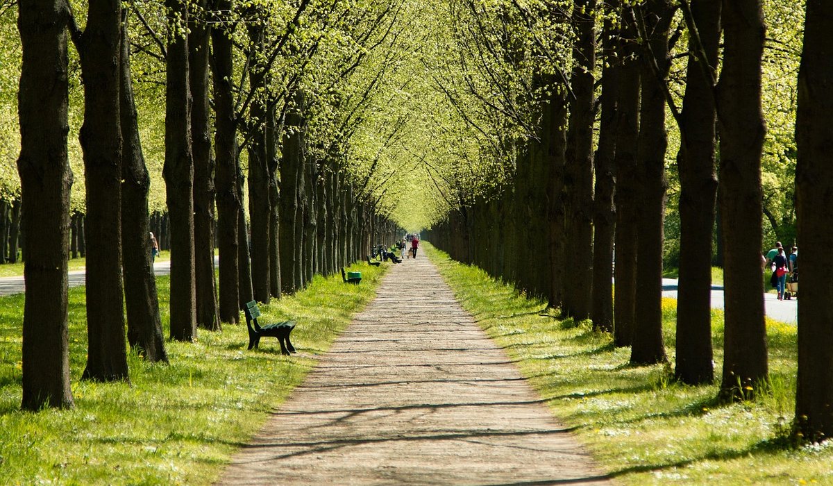 Forest Bathing: Connecting with Woodland Calm